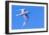 White Tern in Hawaiian a Manu-o-Ku in flight. Waikiki.-Tom Norring-Framed Photographic Print