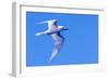 White Tern in Hawaiian a Manu-o-Ku in flight. Waikiki.-Tom Norring-Framed Photographic Print