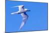 White Tern in Hawaiian a Manu-o-Ku in flight. Waikiki.-Tom Norring-Mounted Photographic Print