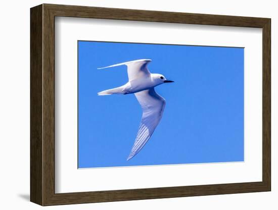 White Tern in Hawaiian a Manu-o-Ku in flight. Waikiki.-Tom Norring-Framed Photographic Print