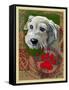 White Terrier-Cathy Cute-Framed Stretched Canvas