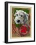 White Terrier-Cathy Cute-Framed Giclee Print