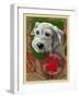 White Terrier-Cathy Cute-Framed Giclee Print