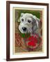 White Terrier-Cathy Cute-Framed Giclee Print