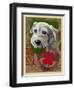 White Terrier-Cathy Cute-Framed Giclee Print