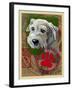 White Terrier-Cathy Cute-Framed Giclee Print