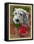 White Terrier-Cathy Cute-Framed Stretched Canvas