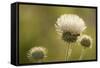 White Thistle, Red Rock Canyon Conservation Area, Las Vegas, Nevada-Rob Sheppard-Framed Stretched Canvas