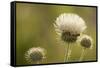 White Thistle, Red Rock Canyon Conservation Area, Las Vegas, Nevada-Rob Sheppard-Framed Stretched Canvas