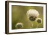 White Thistle, Red Rock Canyon Conservation Area, Las Vegas, Nevada-Rob Sheppard-Framed Photographic Print