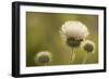 White Thistle, Red Rock Canyon Conservation Area, Las Vegas, Nevada-Rob Sheppard-Framed Photographic Print