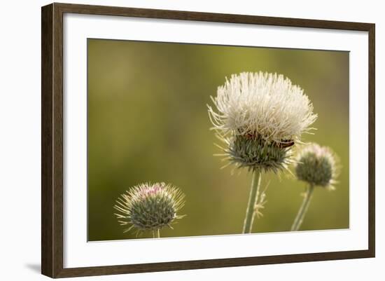 White Thistle, Red Rock Canyon Conservation Area, Las Vegas, Nevada-Rob Sheppard-Framed Photographic Print