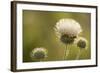 White Thistle, Red Rock Canyon Conservation Area, Las Vegas, Nevada-Rob Sheppard-Framed Photographic Print