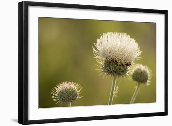 White Thistle, Red Rock Canyon Conservation Area, Las Vegas, Nevada-Rob Sheppard-Framed Photographic Print