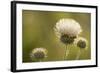 White Thistle, Red Rock Canyon Conservation Area, Las Vegas, Nevada-Rob Sheppard-Framed Photographic Print