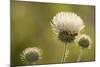 White Thistle, Red Rock Canyon Conservation Area, Las Vegas, Nevada-Rob Sheppard-Mounted Photographic Print