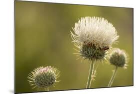 White Thistle, Red Rock Canyon Conservation Area, Las Vegas, Nevada-Rob Sheppard-Mounted Photographic Print