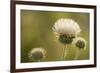 White Thistle, Red Rock Canyon Conservation Area, Las Vegas, Nevada-Rob Sheppard-Framed Photographic Print