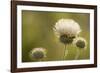 White Thistle, Red Rock Canyon Conservation Area, Las Vegas, Nevada-Rob Sheppard-Framed Photographic Print