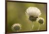 White Thistle, Red Rock Canyon Conservation Area, Las Vegas, Nevada-Rob Sheppard-Framed Photographic Print