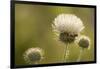 White Thistle, Red Rock Canyon Conservation Area, Las Vegas, Nevada-Rob Sheppard-Framed Photographic Print