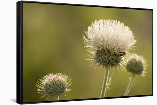 White Thistle, Red Rock Canyon Conservation Area, Las Vegas, Nevada-Rob Sheppard-Framed Stretched Canvas