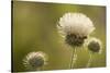 White Thistle, Red Rock Canyon Conservation Area, Las Vegas, Nevada-Rob Sheppard-Stretched Canvas