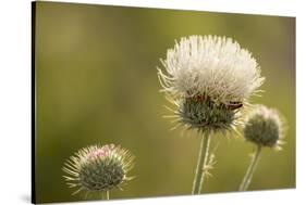 White Thistle, Red Rock Canyon Conservation Area, Las Vegas, Nevada-Rob Sheppard-Stretched Canvas