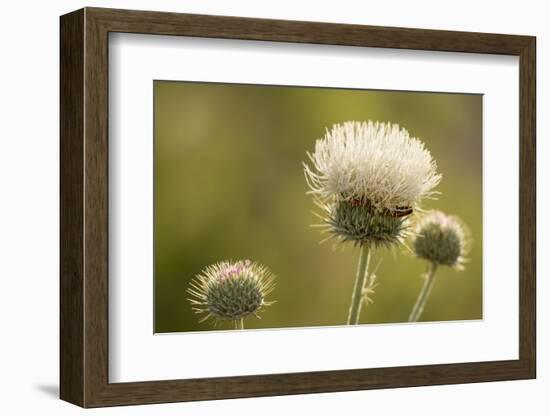 White Thistle, Red Rock Canyon Conservation Area, Las Vegas, Nevada-Rob Sheppard-Framed Photographic Print