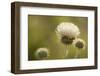 White Thistle, Red Rock Canyon Conservation Area, Las Vegas, Nevada-Rob Sheppard-Framed Photographic Print