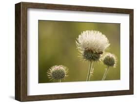 White Thistle, Red Rock Canyon Conservation Area, Las Vegas, Nevada-Rob Sheppard-Framed Photographic Print