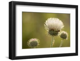 White Thistle, Red Rock Canyon Conservation Area, Las Vegas, Nevada-Rob Sheppard-Framed Photographic Print