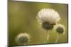 White Thistle, Red Rock Canyon Conservation Area, Las Vegas, Nevada-Rob Sheppard-Mounted Photographic Print