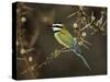 White-Throated Bee-Eater (Merops Albicollis) Perched in an Acacia Tree, Samburu Game Reserve, Kenya-James Hager-Stretched Canvas