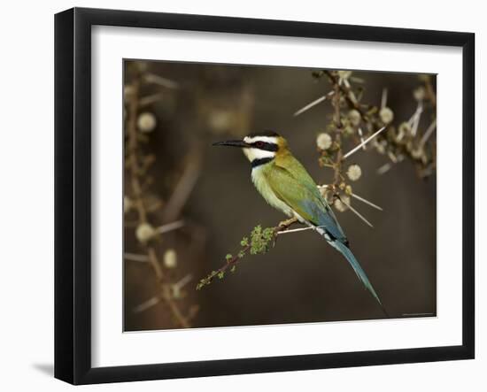 White-Throated Bee-Eater (Merops Albicollis) Perched in an Acacia Tree, Samburu Game Reserve, Kenya-James Hager-Framed Photographic Print