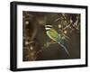 White-Throated Bee-Eater (Merops Albicollis) Perched in an Acacia Tree, Samburu Game Reserve, Kenya-James Hager-Framed Photographic Print