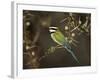 White-Throated Bee-Eater (Merops Albicollis) Perched in an Acacia Tree, Samburu Game Reserve, Kenya-James Hager-Framed Photographic Print