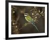 White-Throated Bee-Eater (Merops Albicollis) Perched in an Acacia Tree, Samburu Game Reserve, Kenya-James Hager-Framed Photographic Print