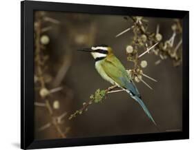 White-Throated Bee-Eater (Merops Albicollis) Perched in an Acacia Tree, Samburu Game Reserve, Kenya-James Hager-Framed Photographic Print