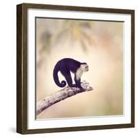White Throated Capuchin Monkey on a Branch-Svetlana Foote-Framed Photographic Print