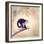 White Throated Capuchin Monkey on a Branch-Svetlana Foote-Framed Photographic Print