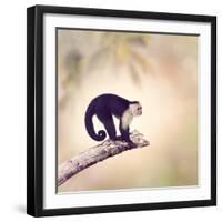 White Throated Capuchin Monkey on a Branch-Svetlana Foote-Framed Photographic Print