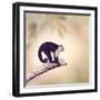 White Throated Capuchin Monkey on a Branch-Svetlana Foote-Framed Photographic Print