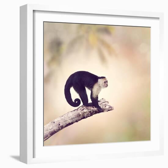 White Throated Capuchin Monkey on a Branch-Svetlana Foote-Framed Photographic Print