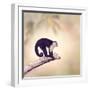 White Throated Capuchin Monkey on a Branch-Svetlana Foote-Framed Photographic Print