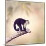 White Throated Capuchin Monkey on a Branch-Svetlana Foote-Mounted Photographic Print