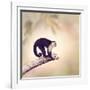 White Throated Capuchin Monkey on a Branch-Svetlana Foote-Framed Photographic Print