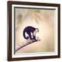 White Throated Capuchin Monkey on a Branch-Svetlana Foote-Framed Photographic Print