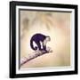 White Throated Capuchin Monkey on a Branch-Svetlana Foote-Framed Photographic Print