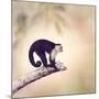 White Throated Capuchin Monkey on a Branch-Svetlana Foote-Mounted Photographic Print